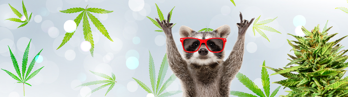 Exploring the World of Marijuana Seeds Oklahoma 1 Exploring the World of Marijuana Seeds Oklahoma 1